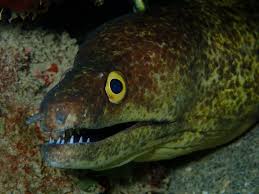 Image result for Gymnothorax vicinus