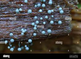 Attēlu rezultāti vaicājumam “Cribraria piriformis macro”