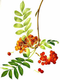 Attēlu rezultāti vaicājumam “Sorbus aucuparia fruit”