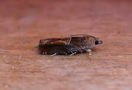 Attēlu rezultāti vaicājumam “Epinotia brunnichana”