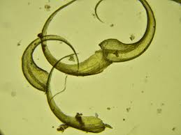 Attēlu rezultāti vaicājumam “Scorpidium cossonii”