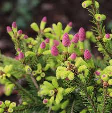 Attēlu rezultāti vaicājumam “Picea abies female flower”