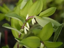 Attēlu rezultāti vaicājumam “Polygonatum odoratum flower”