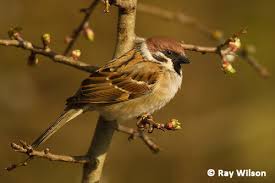 Attēlu rezultāti vaicājumam “Passer montanus adult”