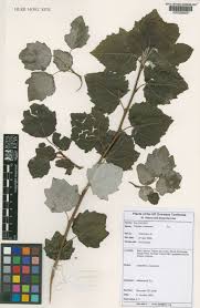 Attēlu rezultāti vaicājumam “Populus x canescens”