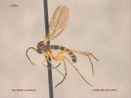 Attēlu rezultāti vaicājumam “Phronia sp.”