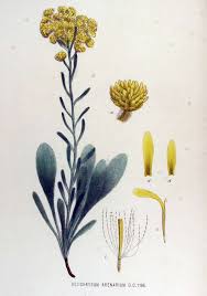 Attēlu rezultāti vaicājumam “Helichrysum arenarium flower”