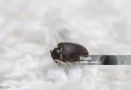 Attēlu rezultāti vaicājumam “Anthrenus museorum”