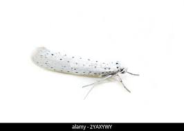Attēlu rezultāti vaicājumam “Yponomeuta evonymella imago”