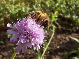 Image result for Scabiosa canescens