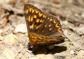 Attēlu rezultāti vaicājumam “Hamearis lucina upperside”