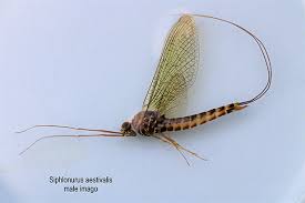 Attēlu rezultāti vaicājumam “Siphlonurus”