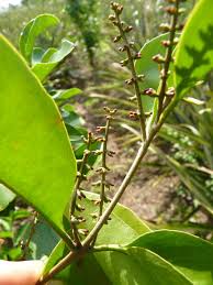 Attēlu rezultāti vaicājumam “Athelia pyriformis”