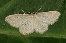 Attēlu rezultāti vaicājumam “Idaea sylvestraria”