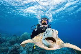 Image result for Dive Solutions, London