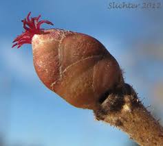 Attēlu rezultāti vaicājumam “Corylus avellana bud”