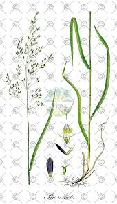 Attēlu rezultāti vaicājumam “Poa pratensis fruit”