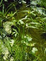 Attēlu rezultāti vaicājumam “Ranunculus sceleratus”