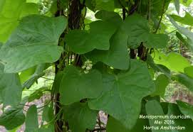 Attēlu rezultāti vaicājumam “Menispermum dauricum leaf”