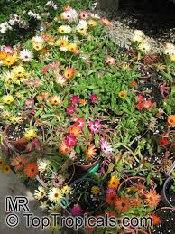 Image result for Mesembryanthemum criniflorum
