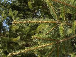 Attēlu rezultāti vaicājumam “Picea abies leaf”