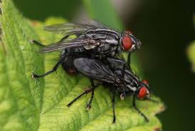 Attēlu rezultāti vaicājumam “Sarcophagidae”