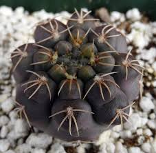Image result for Gymnocalycium