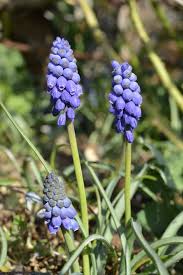 Attēlu rezultāti vaicājumam “Muscari neglectum”