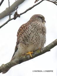 Attēlu rezultāti vaicājumam “Falco tinnunculus adult”