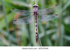 Attēlu rezultāti vaicājumam “Onychogomphus forcipatus”