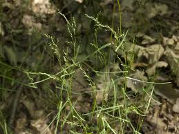 Attēlu rezultāti vaicājumam “Poa nemoralis leaf”