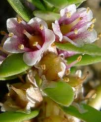 Attēlu rezultāti vaicājumam “Glaux maritima flower”