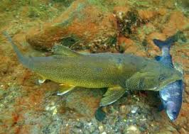 Image result for Salvelinus namaycush