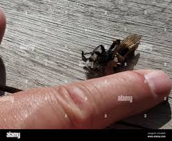 Attēlu rezultāti vaicājumam “Laphria gibbosa”