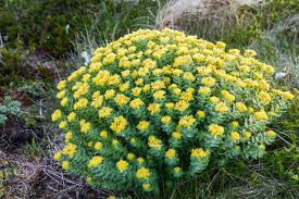 Attēlu rezultāti vaicājumam “Rhodiola rosea flower”