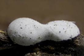 Attēlu rezultāti vaicājumam “Didymium difforme macro”