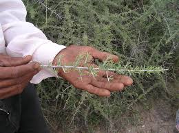 Attēlu rezultāti vaicājumam “Lycogala persicum sessile”