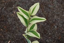 Attēlu rezultāti vaicājumam “Polygonatum odoratum bud”