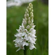 Attēlu rezultāti vaicājumam “Dactylorhiza fuchsii flower”