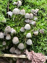Attēlu rezultāti vaicājumam “Coprinus disseminatus”