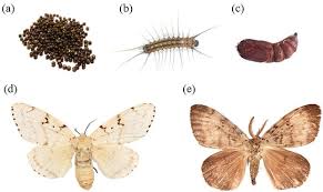 Attēlu rezultāti vaicājumam “Lymantria monacha pupa”