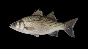 Image result for Morone chrysops