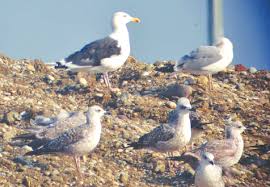 Attēlu rezultāti vaicājumam “Larus marinus”