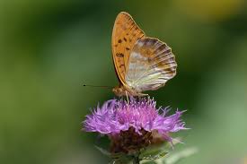 Attēlu rezultāti vaicājumam “Argynnis paphia female”