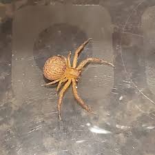 Attēlu rezultāti vaicājumam “Thomisidae”