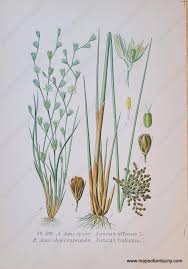 Attēlu rezultāti vaicājumam “Juncus bufonius”