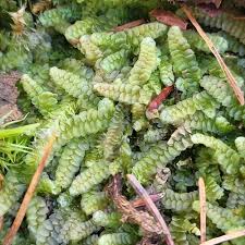 Attēlu rezultāti vaicājumam “Calypogeia”