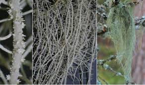Attēlu rezultāti vaicājumam “Usnea filipendula”