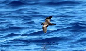Image result for Oceanodroma monorhis