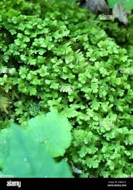 Attēlu rezultāti vaicājumam “Trichocolea tomentella”